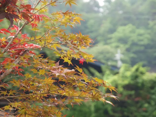 雨の日の過ごし方